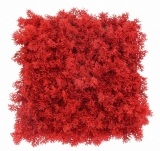 Umělý stabilizovaný islandský mech červený, 50 x 50cm