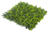 BUXUS JAPONICUS PREMIUM, dílec 50x50cm