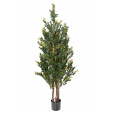 Buxus stromek Red Day UV, 130cm