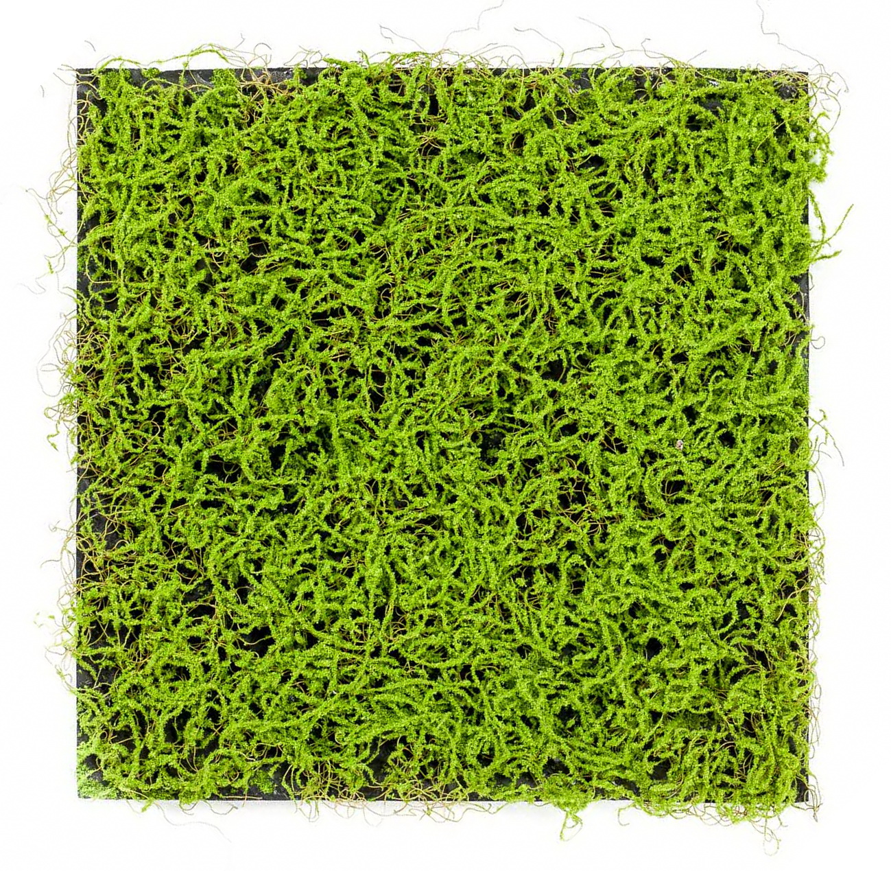 Umělá živá zelená stěna mechová tráva, 50 x 50cm