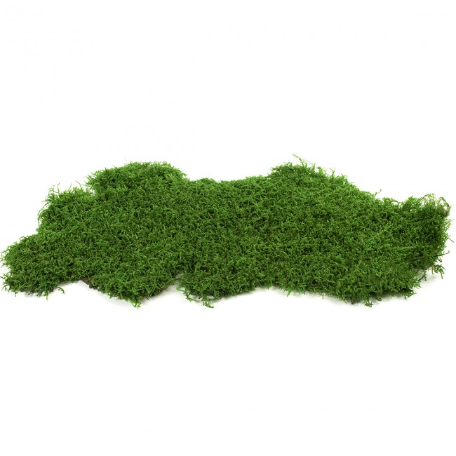 Dekorační stabilizovaný mech plochý lesní 2,5 kg, zelený