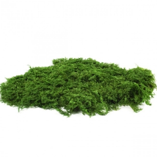 Dekorační stabilizovaný mech kapradinový 1,5 kg, zelený