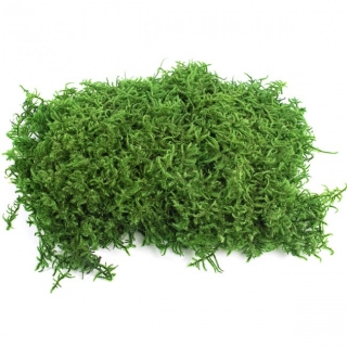Dekorační stabilizovaný mech plochý Lycopodium 1,5 kg, zelený