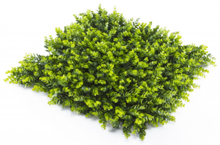 BUXUS SEMPERVIRENS PREMIUM, dílec 50x50cm